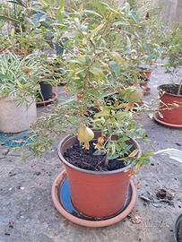 Piante di melograno nano