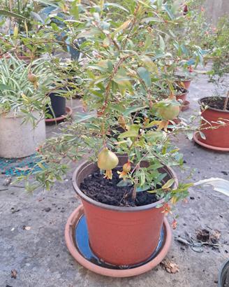Piante di melograno nano