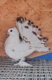 pavoncelle indiane 