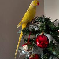 Pappagallo Parrocchetto dal Collare