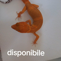 Geco leopardino inferno blood