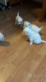 Cuccioli di maltese