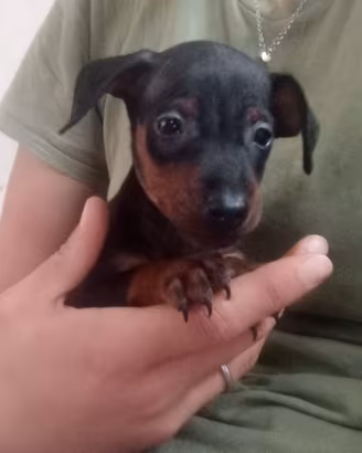 Cuccioli di pinscher nano