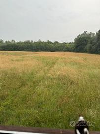 Fieno di prato stabile