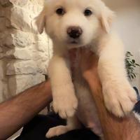 Ultimo cucciolo di Pastore Maremmano