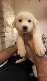 Ultimo cucciolo di Pastore Maremmano