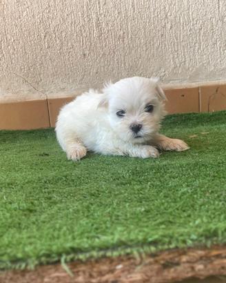 Maltese