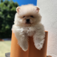Cuccioli di spitz pomerania
