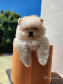 Cuccioli di spitz pomerania