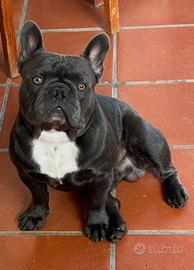Disponibile x monta