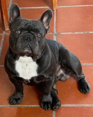 Disponibile x monta