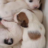 Jack Russell