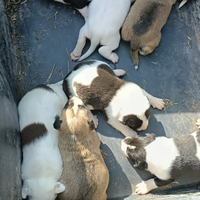 Cuccioli incrocio pidbul con labrador