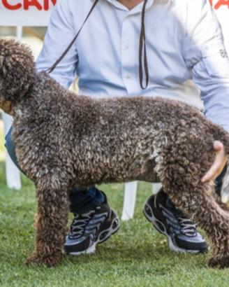 Lagotto romagnolo stallone per monte
