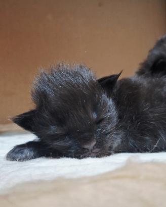 Cuccioli Maine Coon con Pedigree