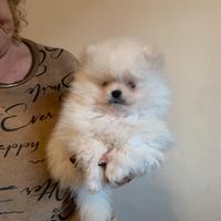 Volpini di Pomerania piccoli