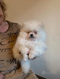 Volpini di Pomerania piccoli