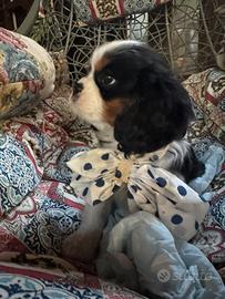 Ultimo cucciolo cavalier king