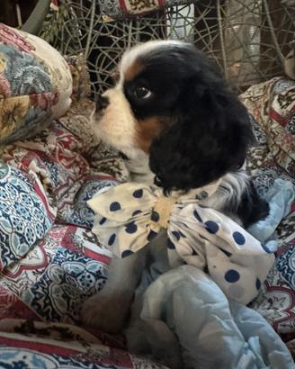 Ultimo cucciolo cavalier king