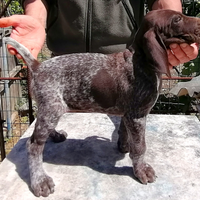 Cuccioli bracco tedesco /kurzhaar