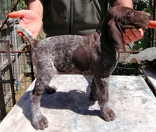 Cuccioli bracco tedesco /kurzhaar