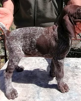 Cuccioli bracco tedesco /kurzhaar