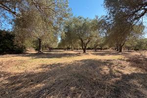 Oliveto in località La Rucchetta