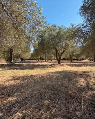 Oliveto in località La Rucchetta