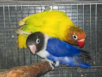 Coppia insep mascherato Pez verde x cob viola