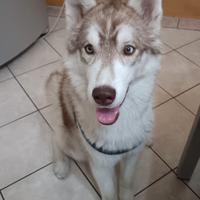 Siberian husky