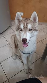 Siberian husky