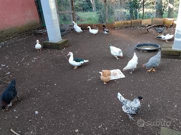 Galline e Papere in blocco