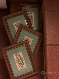 Stampe botaniche antiche1600insizioni erbario rare