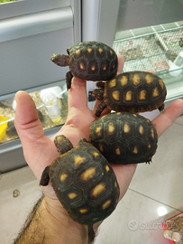 Tartarughe Carbonarie