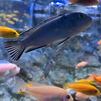 Ciclidi Pseudotropheus Socolofi