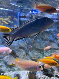 Ciclidi Pseudotropheus Socolofi