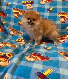 Cucciola di Spitz Pomerania