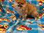 Immagine 1