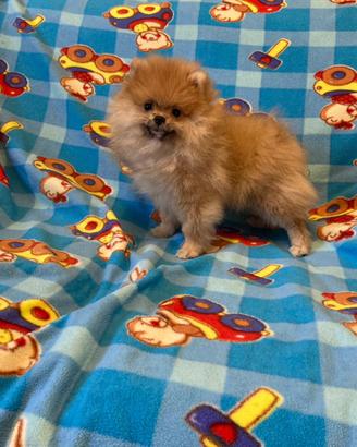 Cucciola di Spitz Pomerania