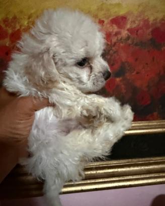 Barboncini cuccioli toy