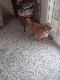 Cane xon 100 euro Jack russul