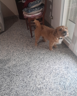 Cane xon 100 euro Jack russul