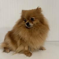 Volpino Pomerania TOY STERILIZZATA pedigree
