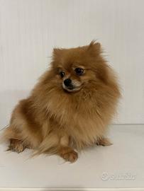 Volpino Pomerania TOY STERILIZZATA pedigree