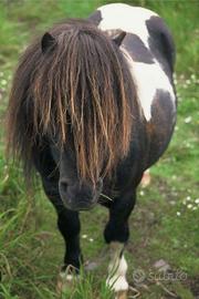 C. e. r. c. o pony maschio o femmina bianco e nero