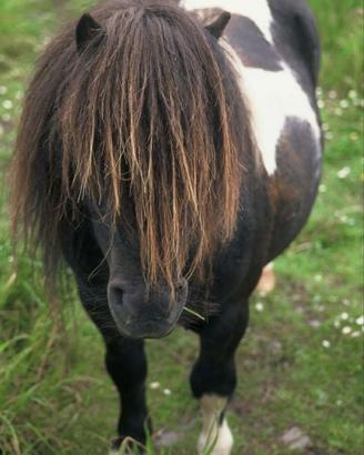 C. e. r. c. o pony maschio o femmina bianco e nero