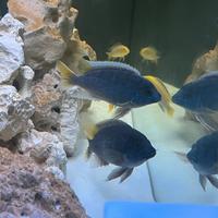 Coppia adulta Pseudotropheus acei Luwala