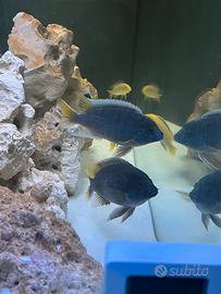 Coppia adulta Pseudotropheus acei Luwala