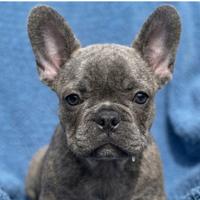 Bulldog francese