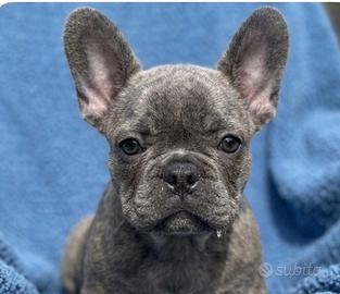 Bulldog francese